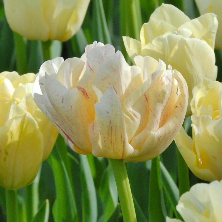 Tulip Bulbs 'Silk Road'
