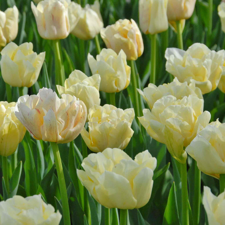 Tulip Bulbs 'Silk Road'