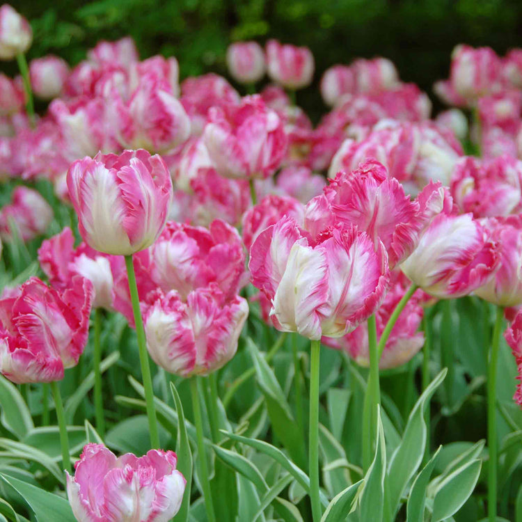 Tulip Bulbs 'Silver Parrot'