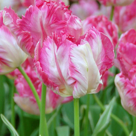Tulip 'Silver Parrot'