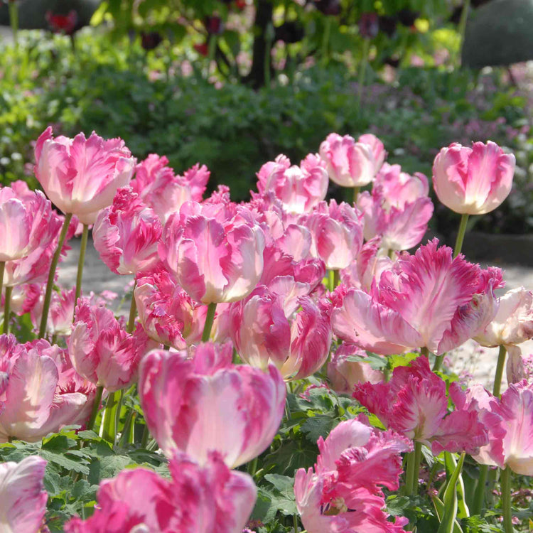 Tulip Bulbs 'Silver Parrot'