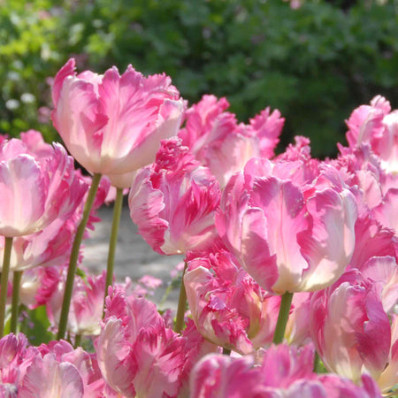 Tulip Bulbs 'Silver Parrot'