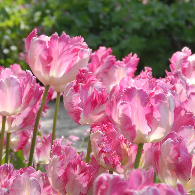 Tulip Bulbs 'Silver Parrot'