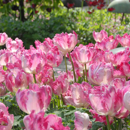 Tulip Bulbs 'Silver Parrot'