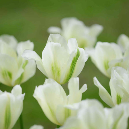 Tulip Bulbs 'Spring Green'