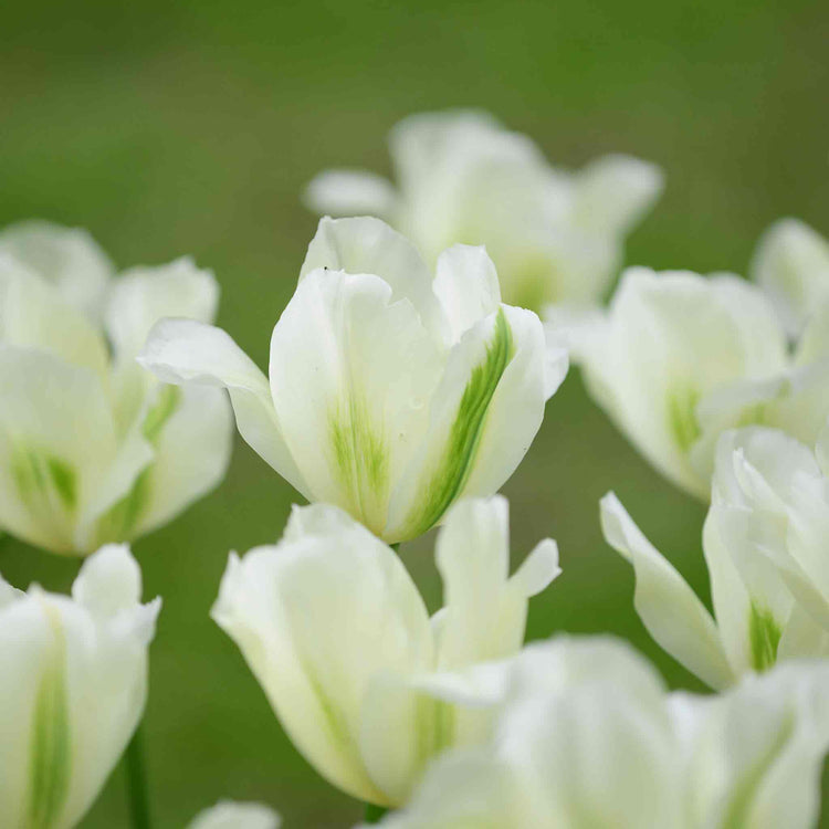 Tulip Bulbs 'Spring Green'