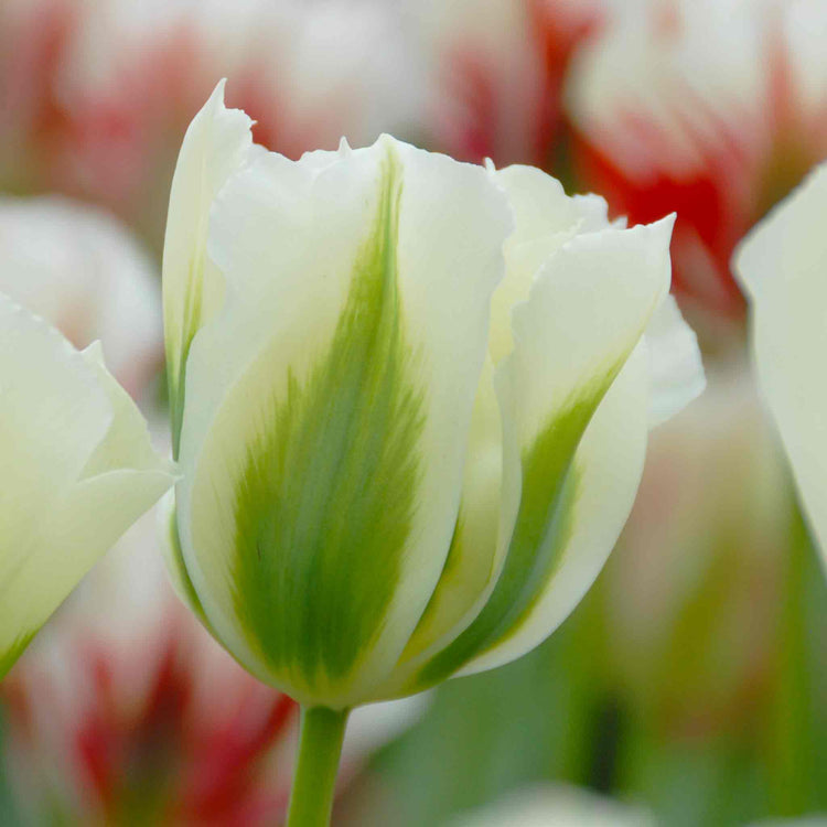 Tulip Bulbs 'Spring Green'