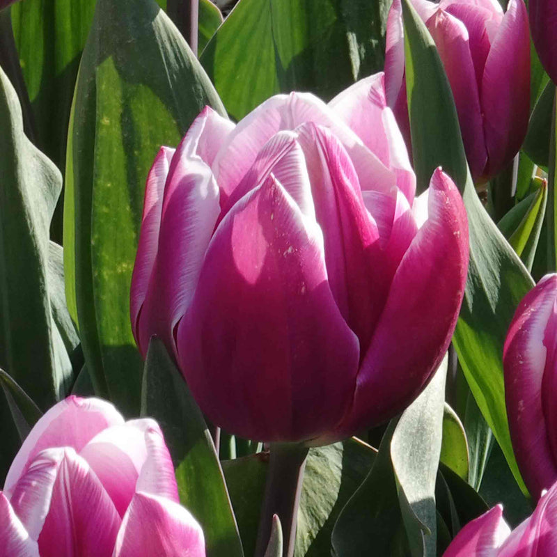 Tulip Bulbs 'Synaeda Blue'