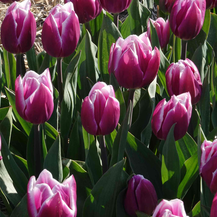 Tulip Bulbs 'Synaeda Blue'