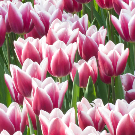 Tulip Bulbs 'Synaeda Blue'