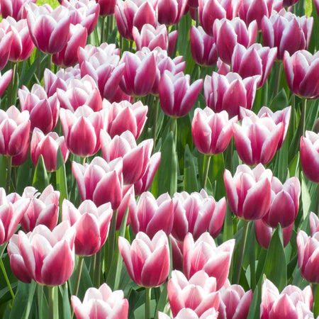 Tulip Bulbs 'Synaeda Blue'