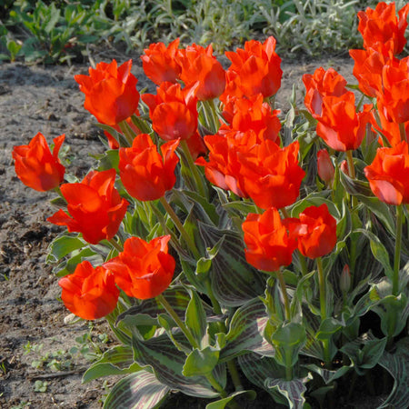 Tulip Bulbs 'Red Riding Hood'