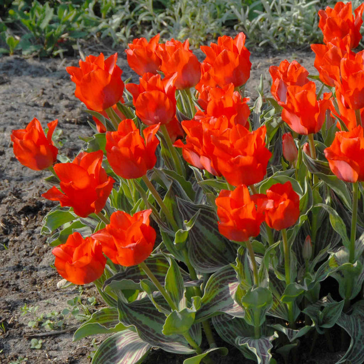 Tulip Bulbs 'Red Riding Hood'