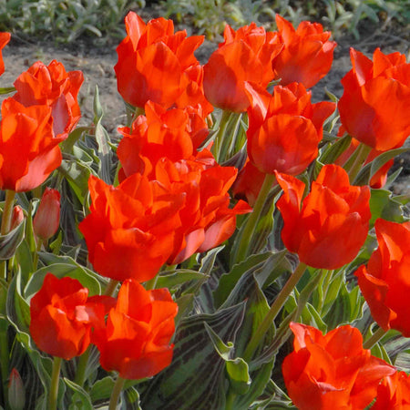 Tulip Bulbs 'Red Riding Hood'