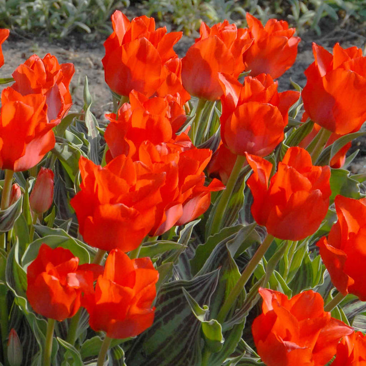 Tulip Bulbs 'Red Riding Hood'