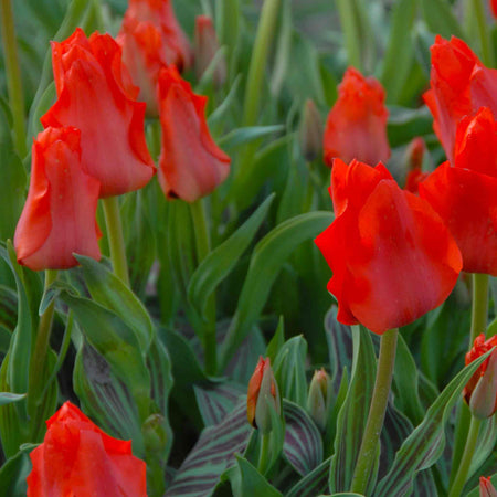 Tulip Bulbs 'Red Riding Hood'