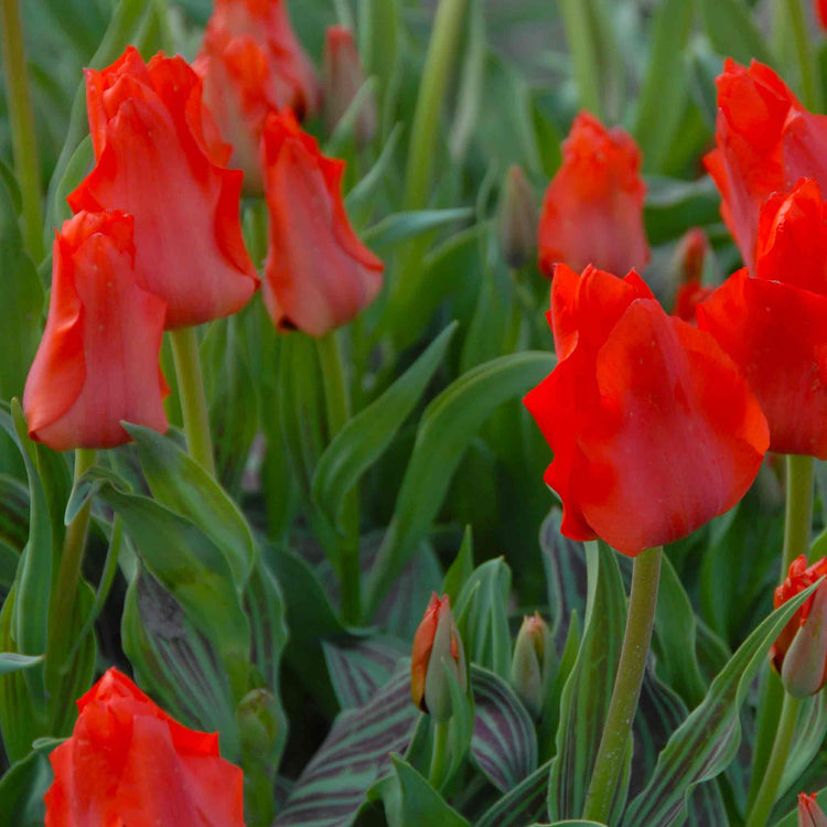 Tulip Bulbs 'Red Riding Hood'