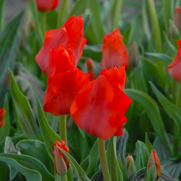 Tulip Bulbs 'Red Riding Hood'