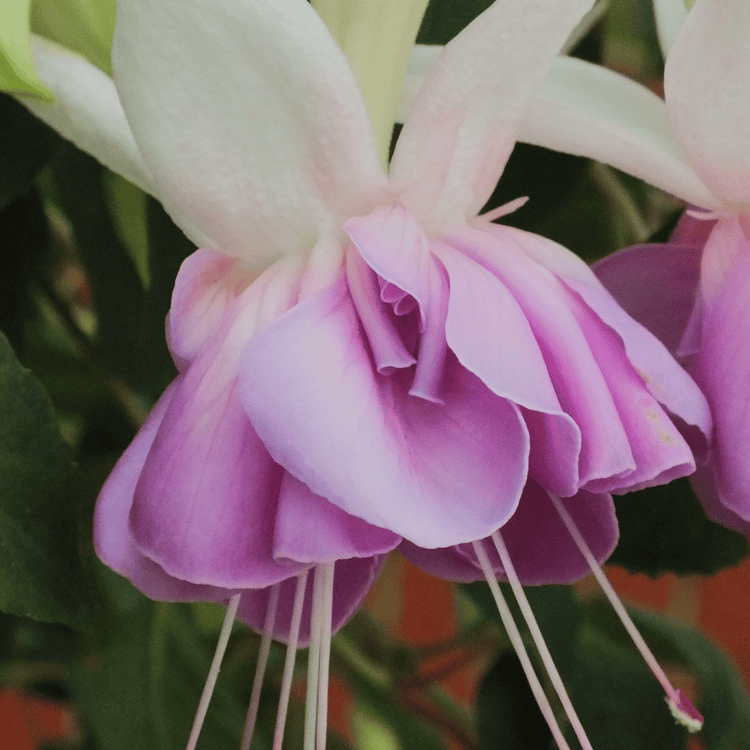 Fuchsia Plant 'Quasar'