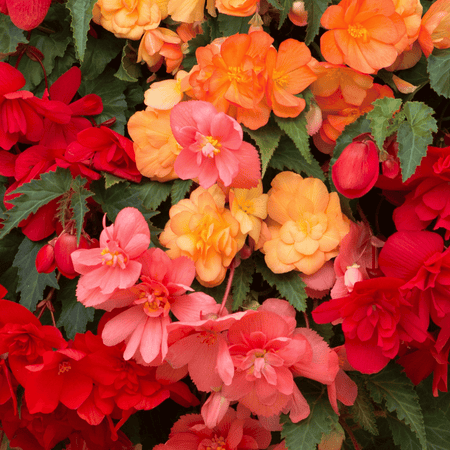 Begonia Plant 'Illumination Tropical Shades'