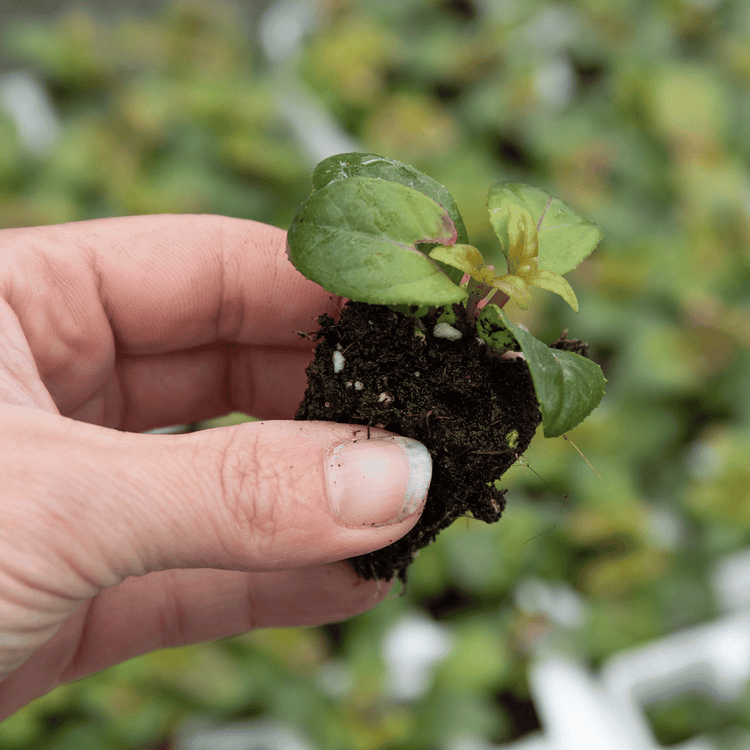 Fuchsia Plant 'Swingtime'