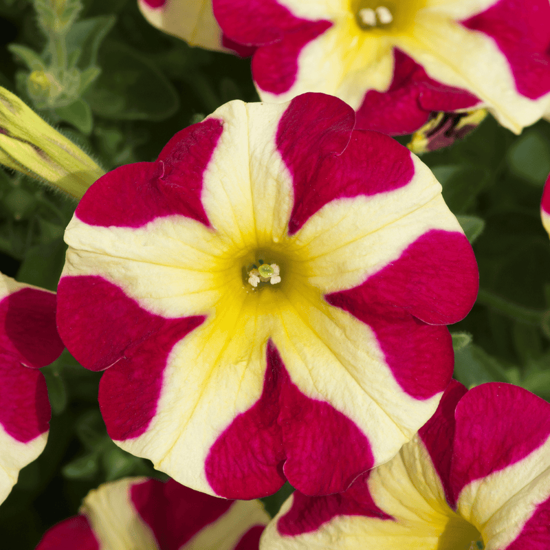 Petunia Plant 'Queen of Hearts'