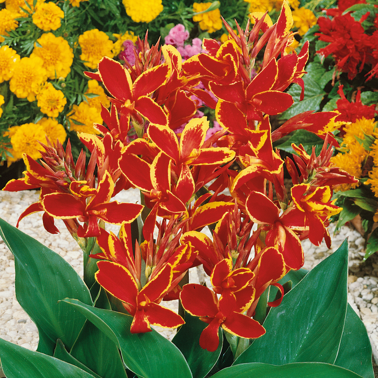 Canna Plant 'Lucifer'