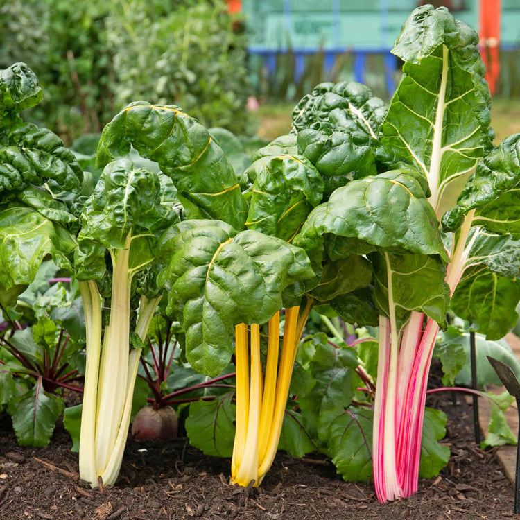 Swiss Chard Plant 'Bright Lights Mix'