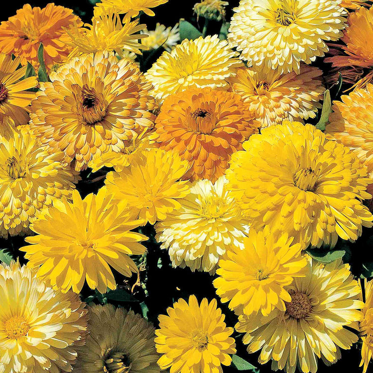 Calendula Seeds 'Pacific Beauty Mix'