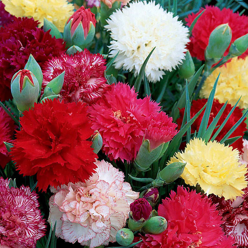 Carnation Seeds 'Early Flowering Mix'