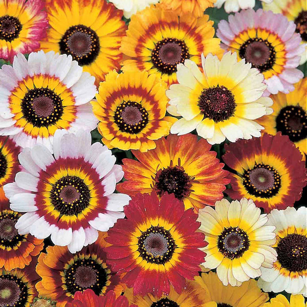 Chrysanthemum Seeds 'Tricolour Mix'