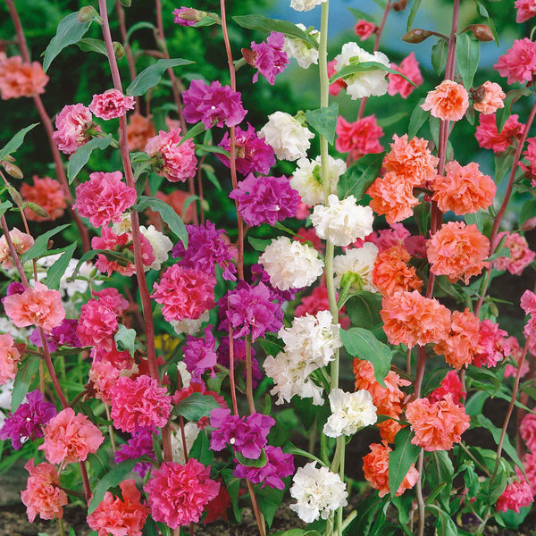 Clarkia Seeds 'Double Mix'