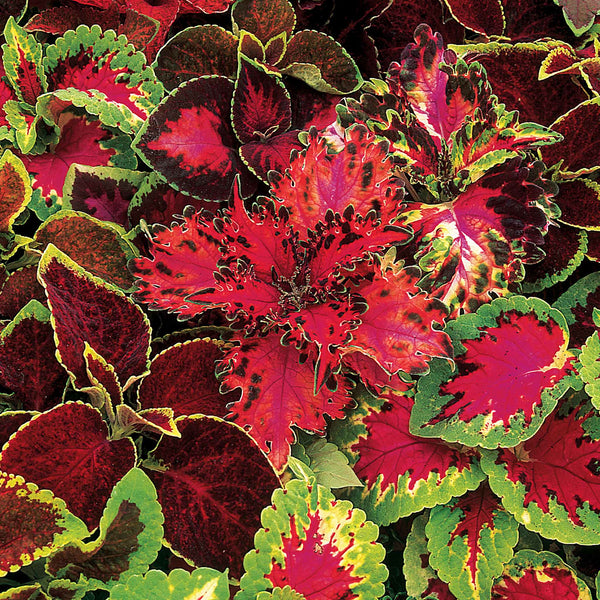 Coleus Seeds 'Warpaint'