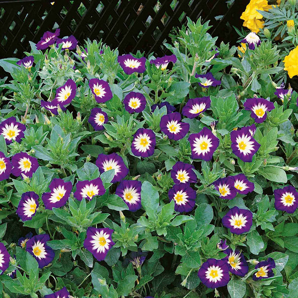 Convolvulus Seeds 'Royal Ensign'
