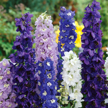 Delphinium Seeds 'Pacific Giants'