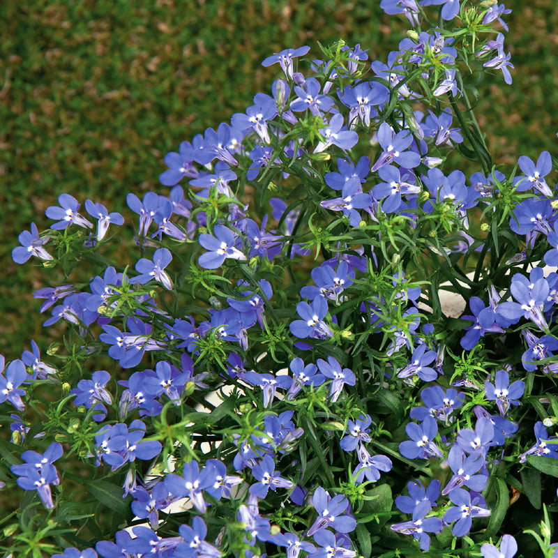 Lobelia Seeds 'Sapphire'