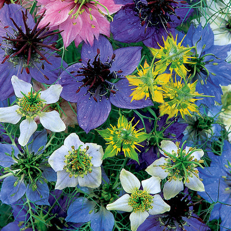 Love In A Mist Seeds 'Allsorts'