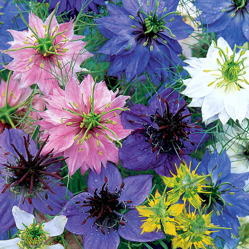 Love In A Mist Seeds 'Allsorts'
