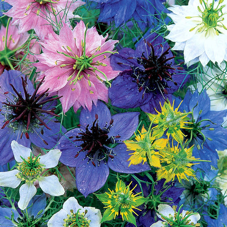 Unwins Pollinator Flower Seed Collection – 5 Varieties