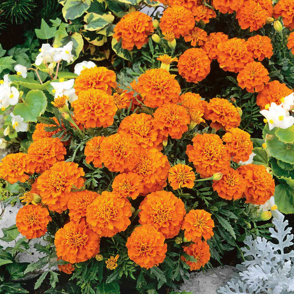 French Marigold Seeds 'Orange Winner'