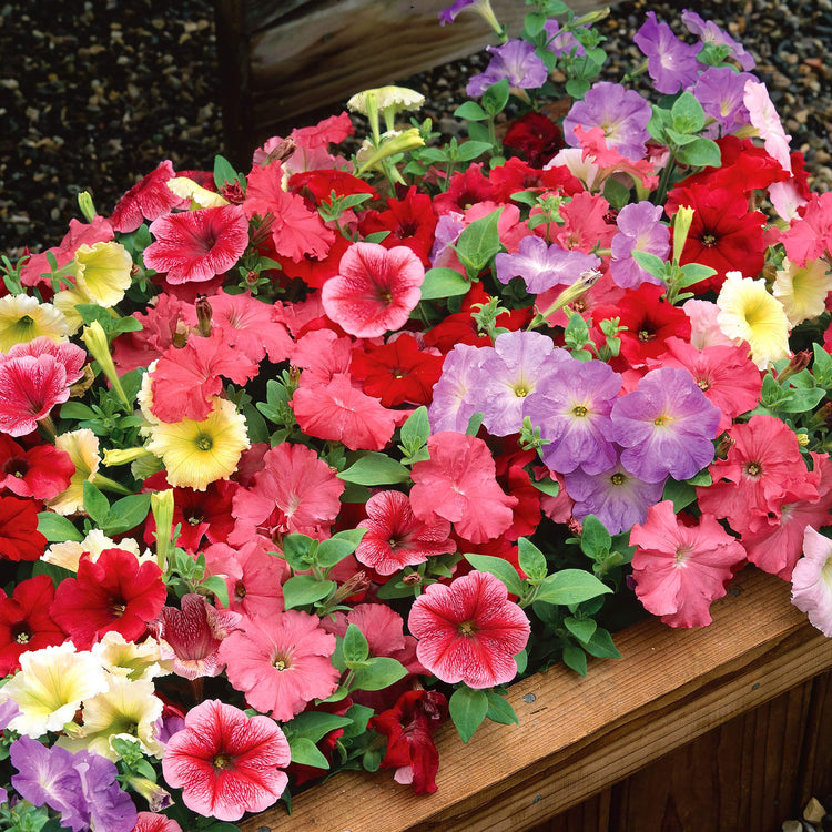 Petunia Seeds 'Celebrity Mix'