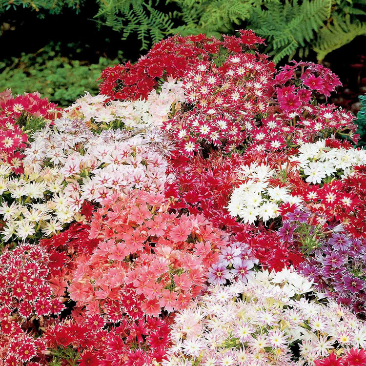 Phlox Seeds 'Twinkle Stars'