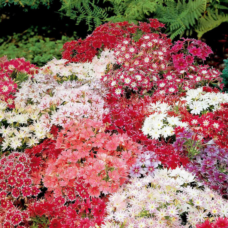 Phlox Seeds 'Twinkle Stars'