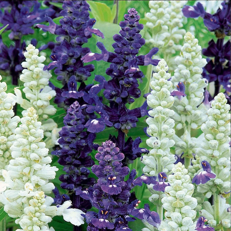 Salvia Seeds 'Wedgewood Blend'