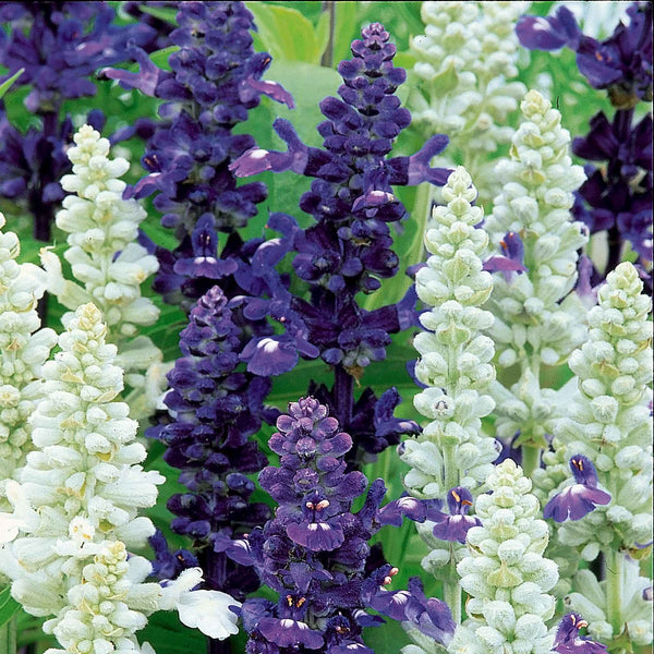 Salvia Seeds 'Wedgewood Blend'