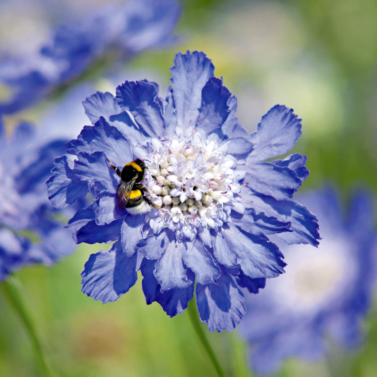Wildflower Seeds 'Scabious Fama Blue'