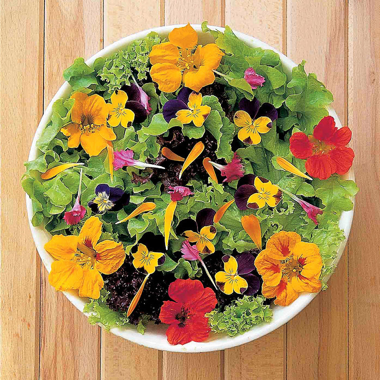 Wildflower Seeds 'Floral Feast Mix'