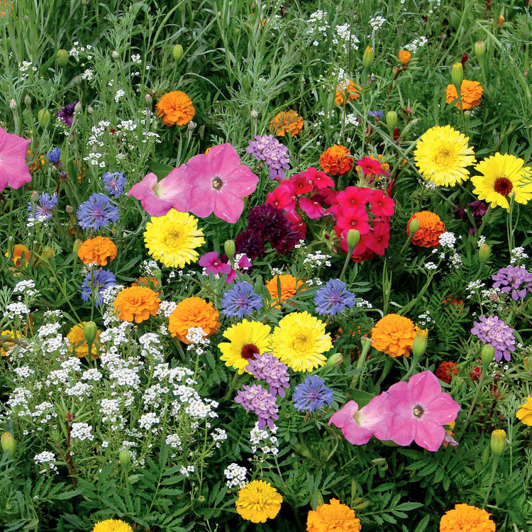 Annual Flower Seeds 'Unwins Container Mix'