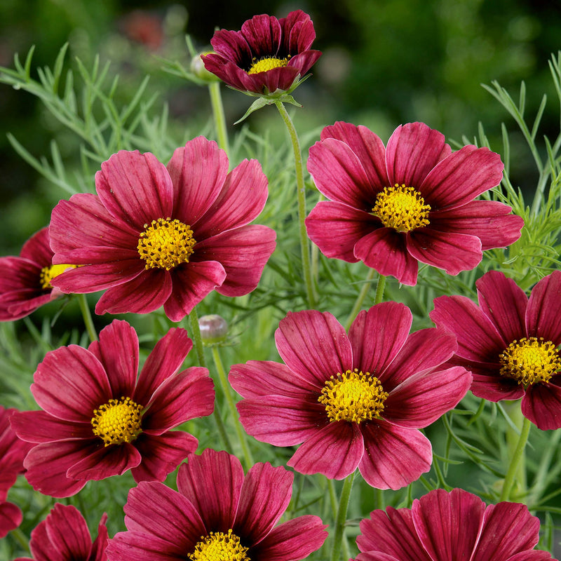 Cosmos Seeds 'Antiquity'