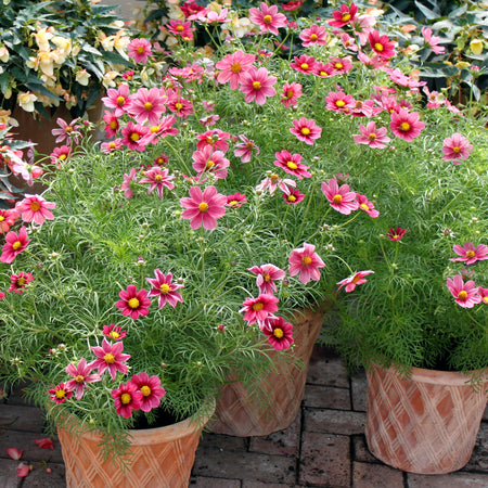 Cosmos Seeds 'Antiquity'